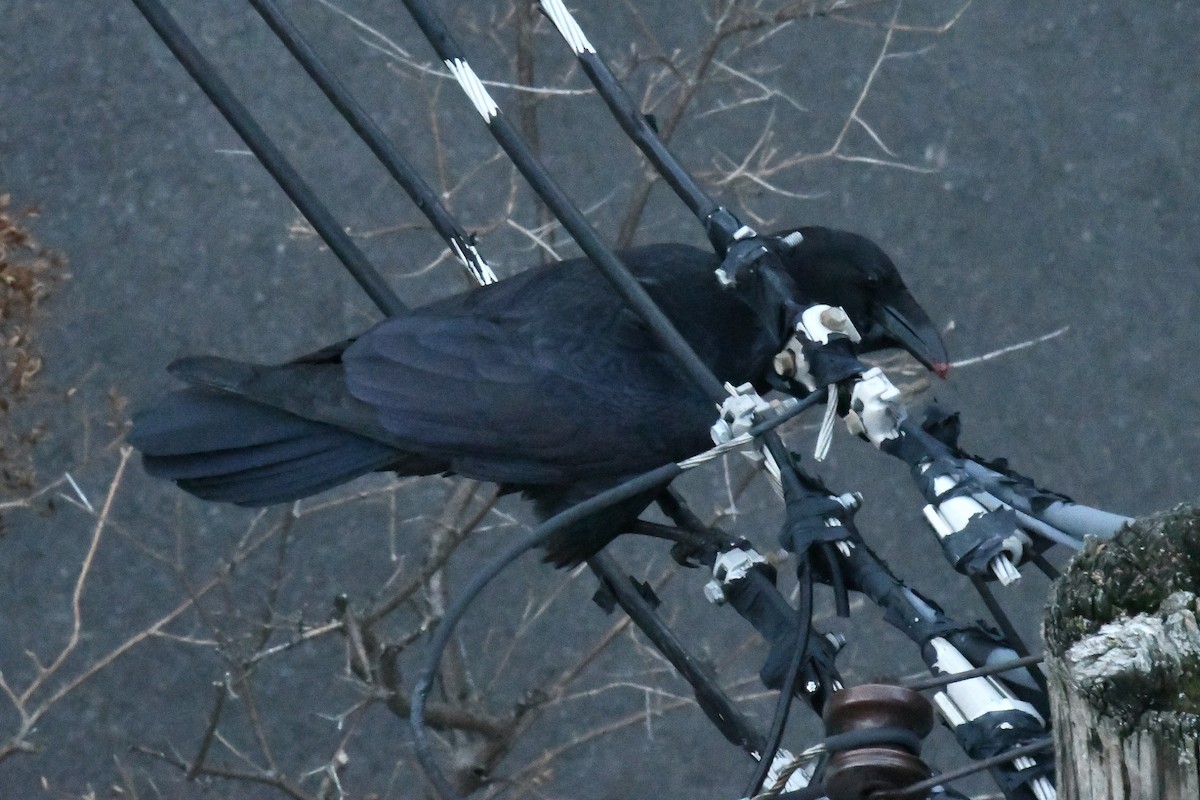 Common Raven - ML646400978