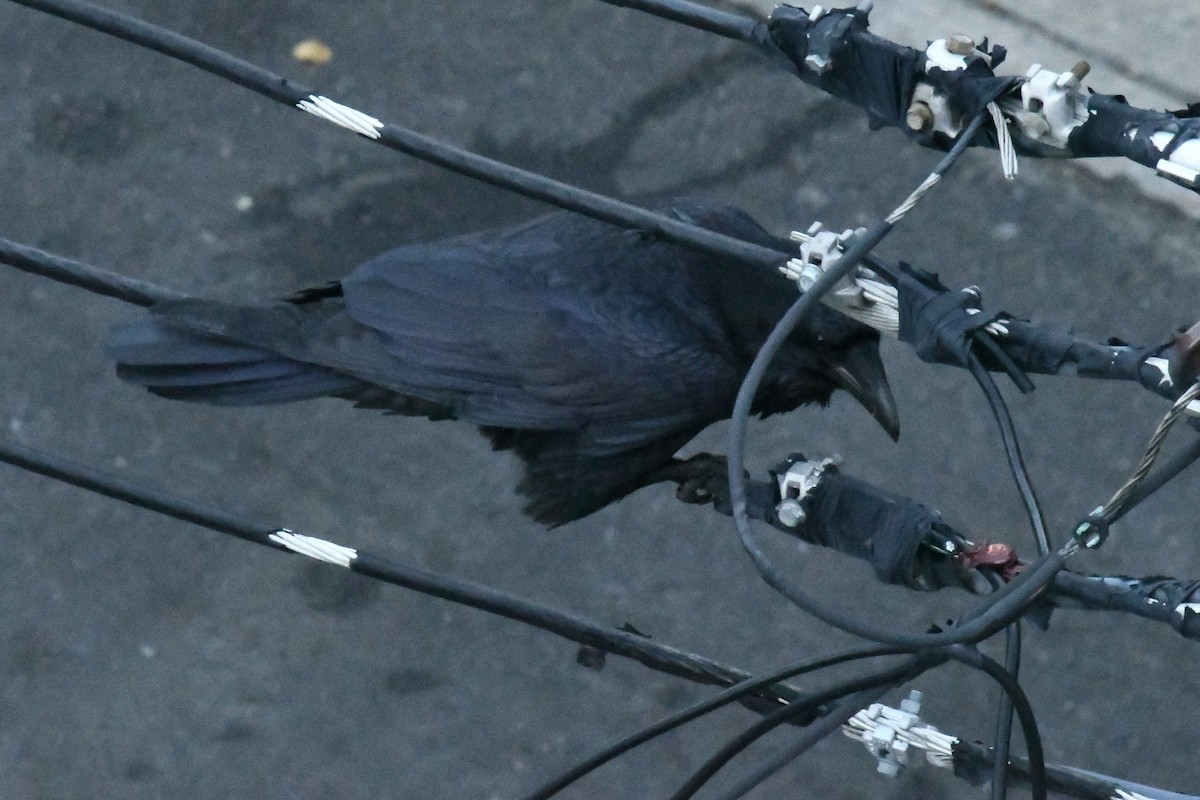 Common Raven - ML646400983