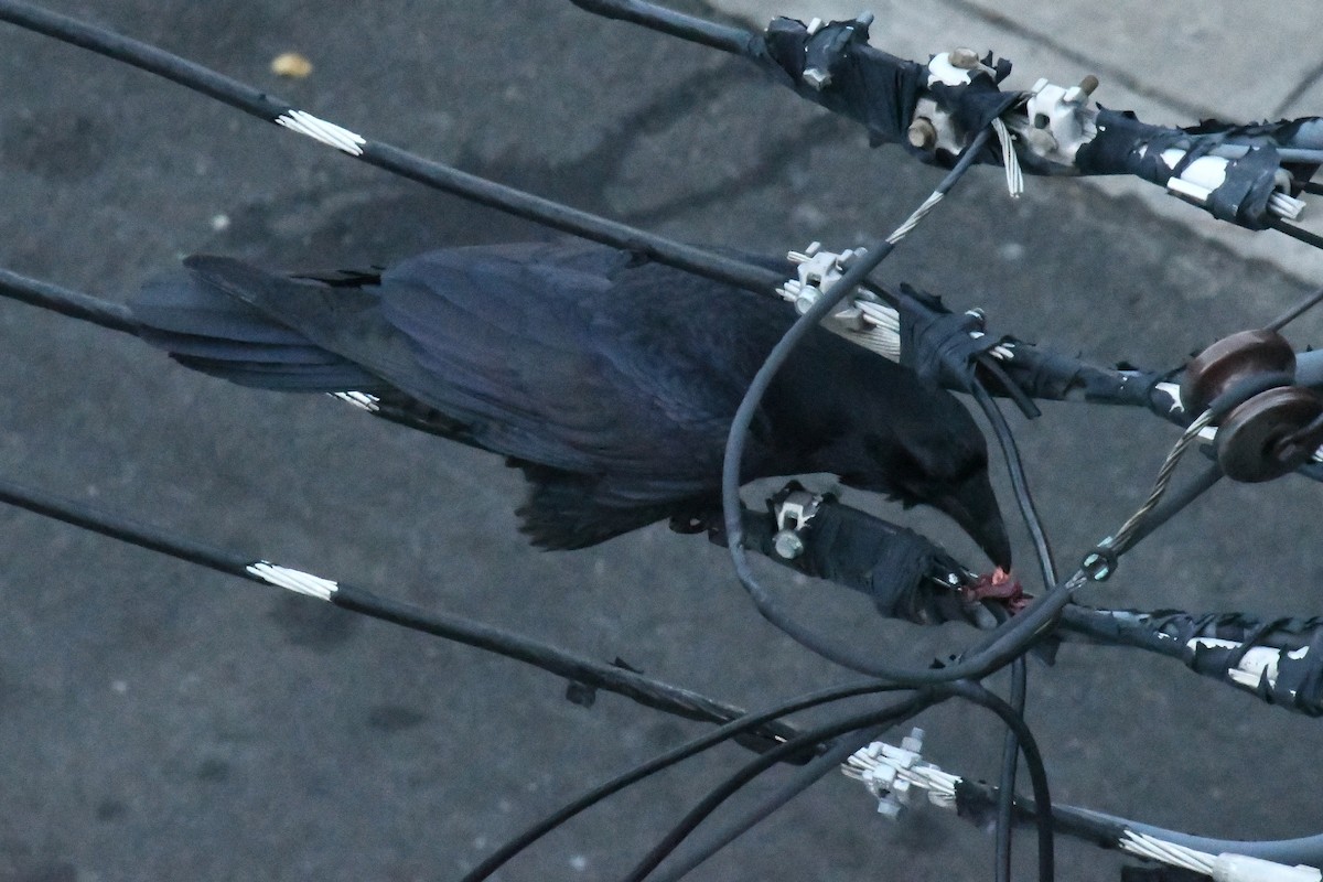 Common Raven - ML646400984