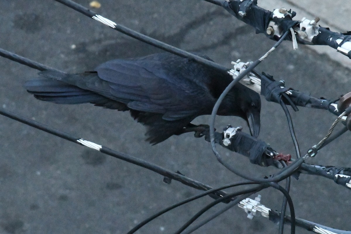 Common Raven - ML646400986