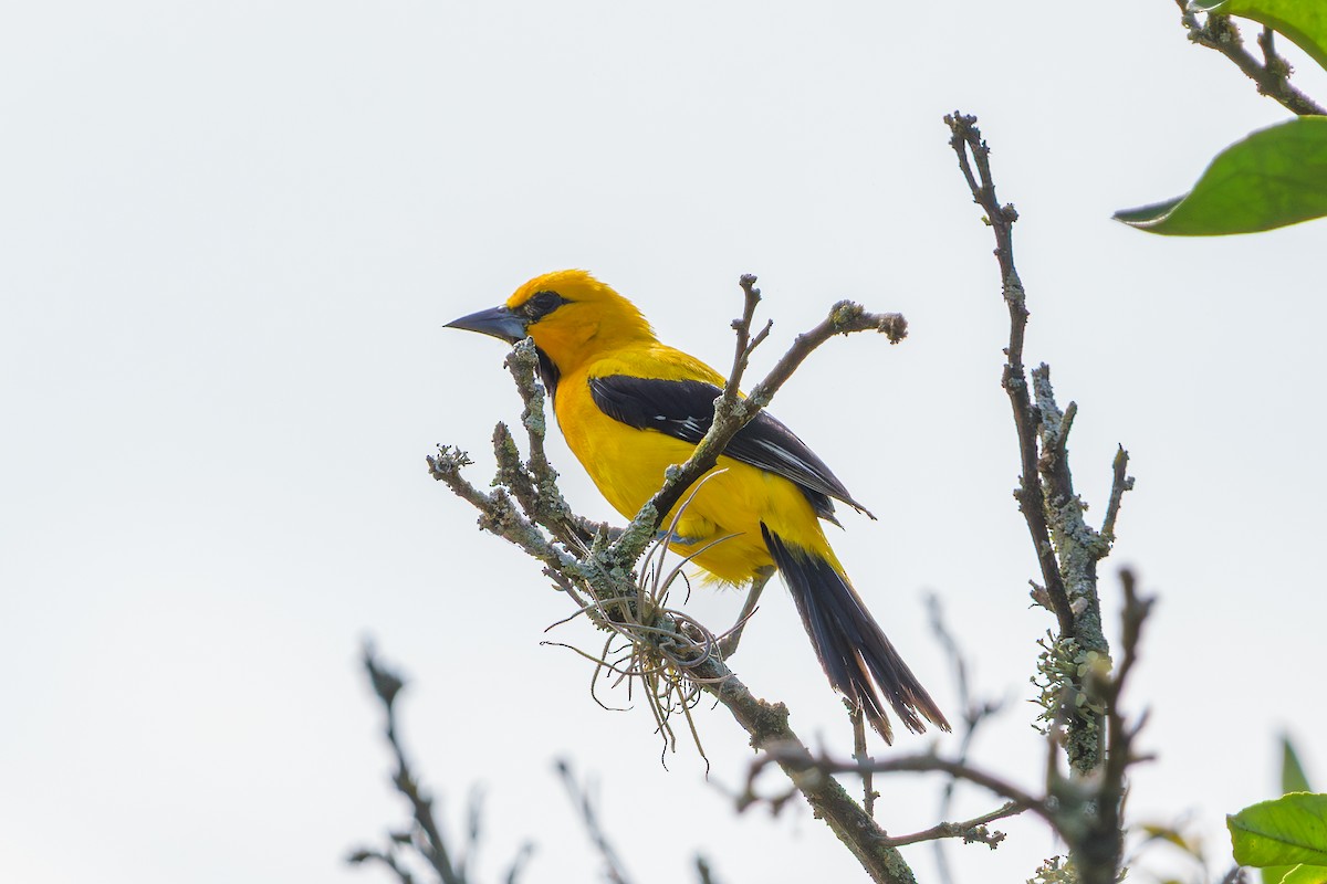 Yellow Oriole - ML646400987