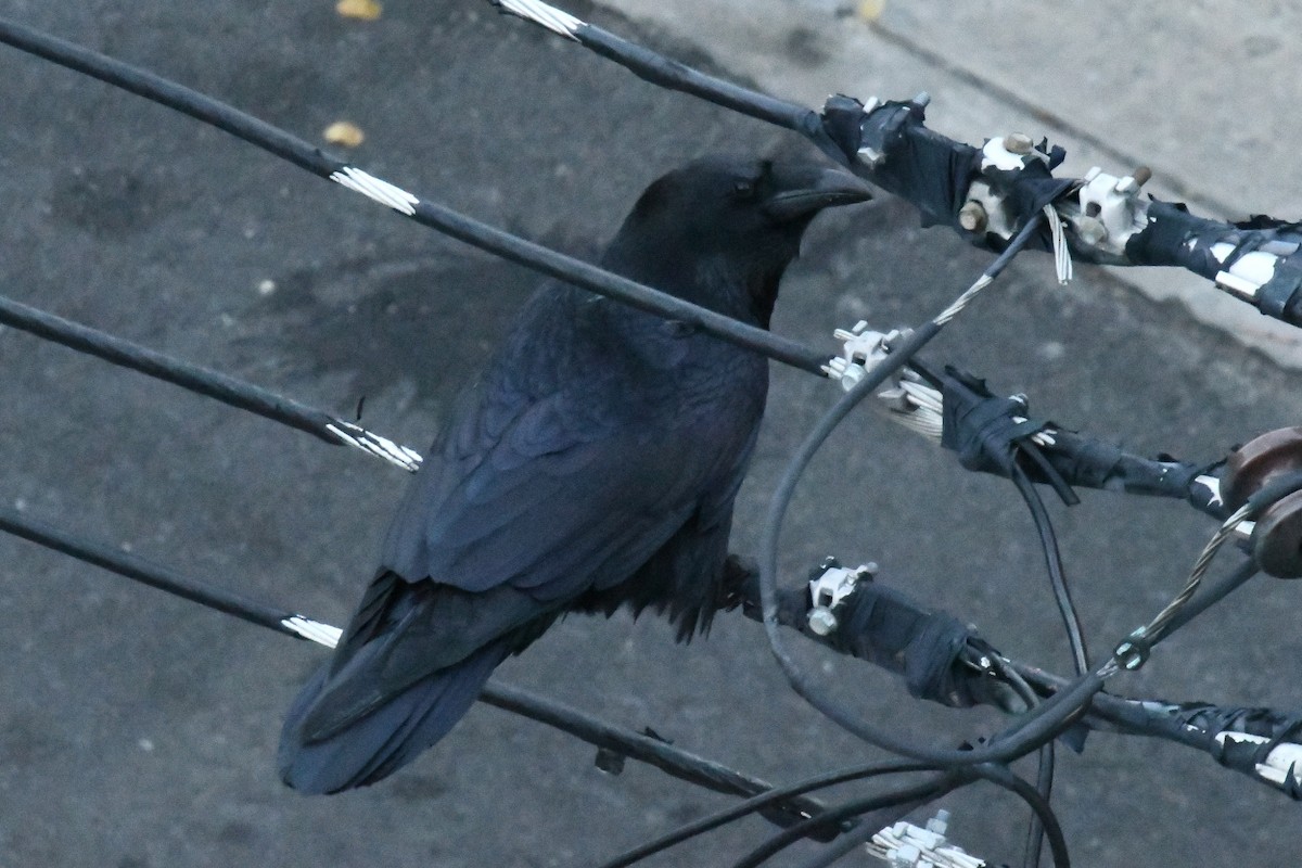 Common Raven - ML646400992