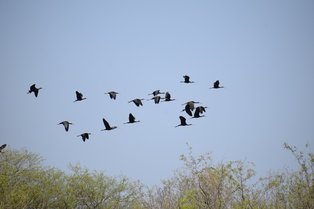 Glossy Ibis - ML646401001