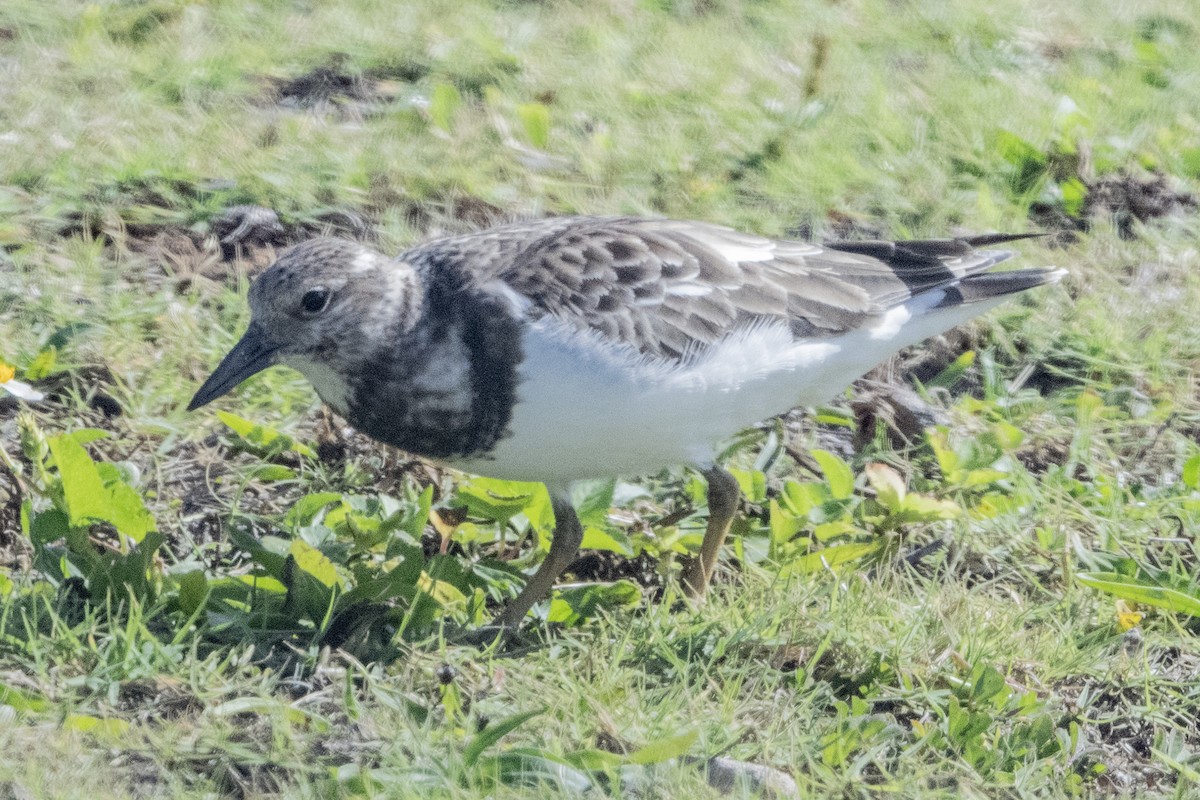 Ruddy Turnstone - ML646401002