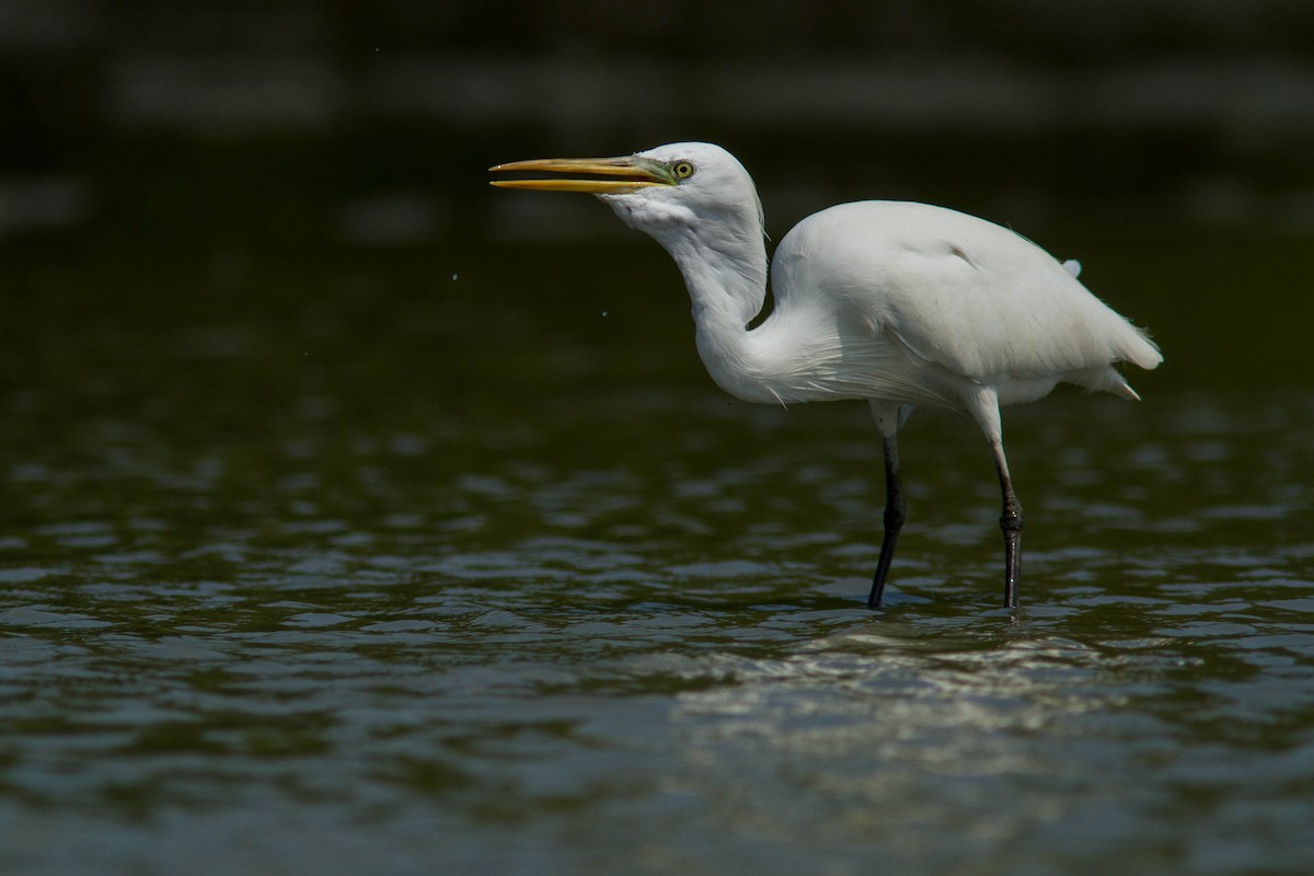 Swinhoe Ak Balıkçılı - ML646401003