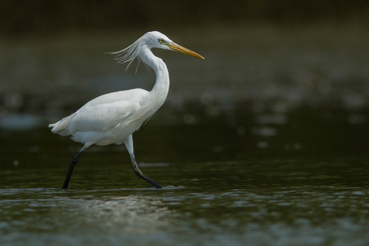 Swinhoe Ak Balıkçılı - ML646401004