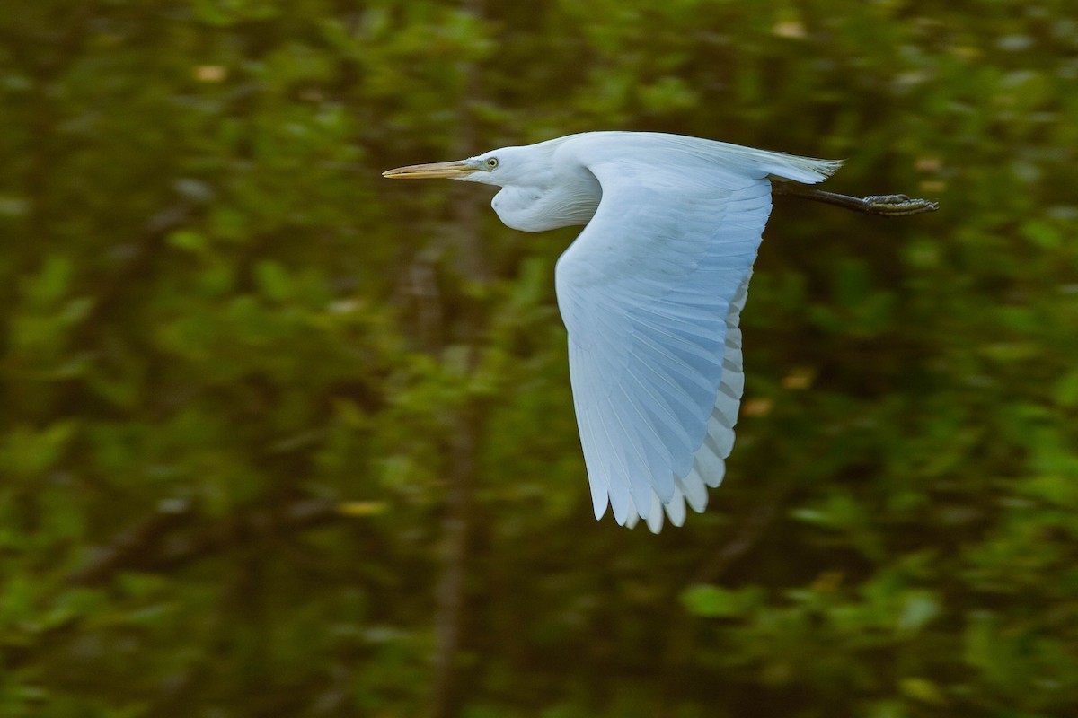 Swinhoe Ak Balıkçılı - ML646401005