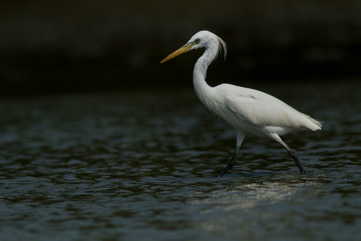 Swinhoe Ak Balıkçılı - ML646401006