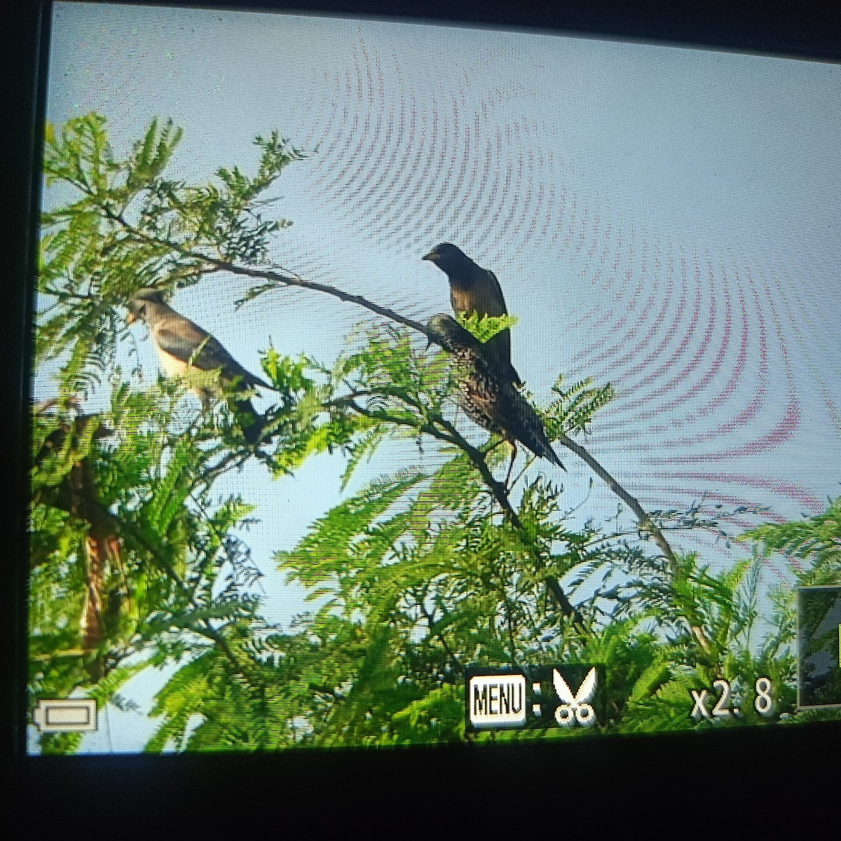 European Starling - ML646401008