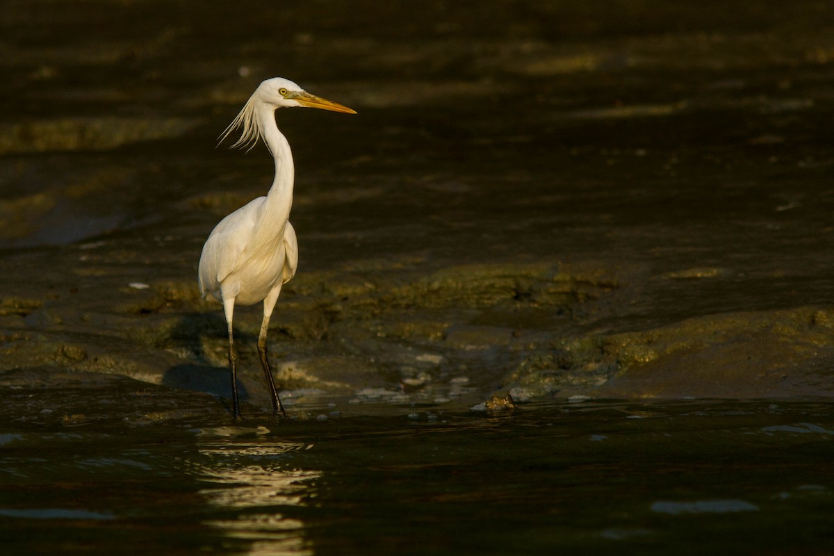 Swinhoe Ak Balıkçılı - ML646401009