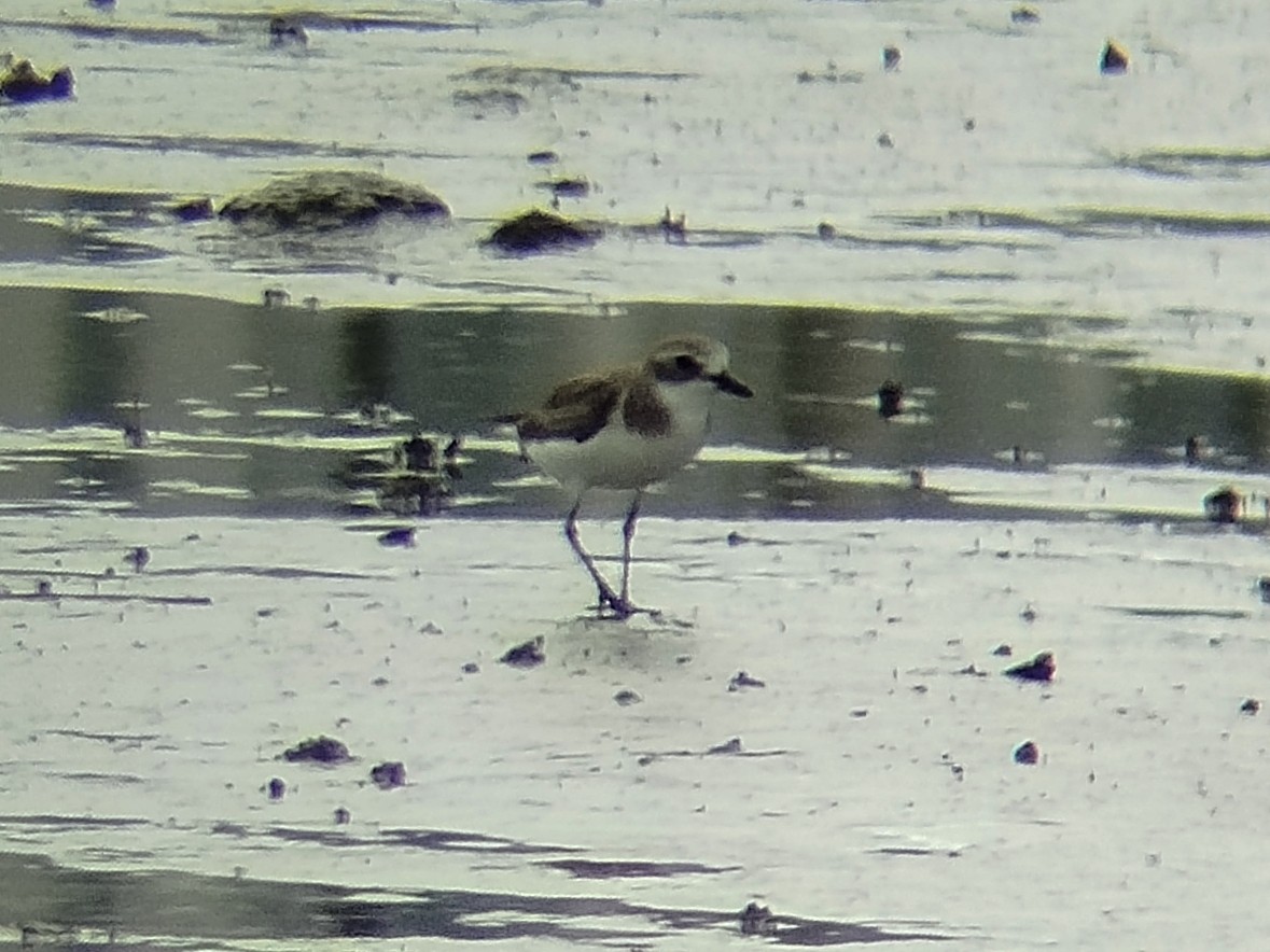 Siberian/Tibetan Sand-Plover - ML646401016