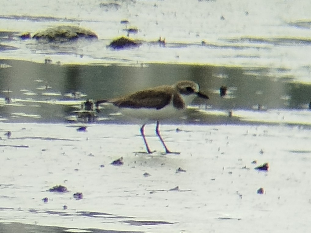 Siberian/Tibetan Sand-Plover - ML646401017
