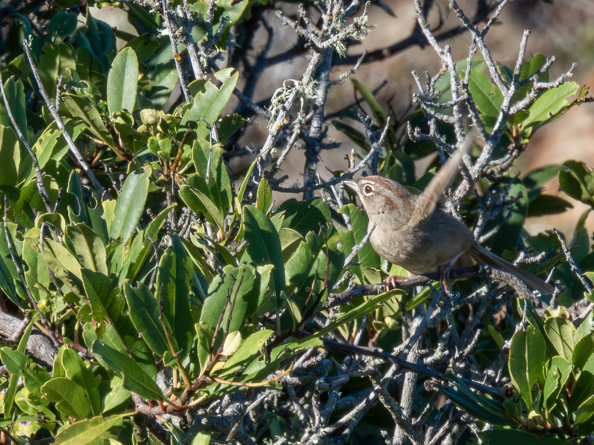 Rufous-crowned Sparrow - ML646401019