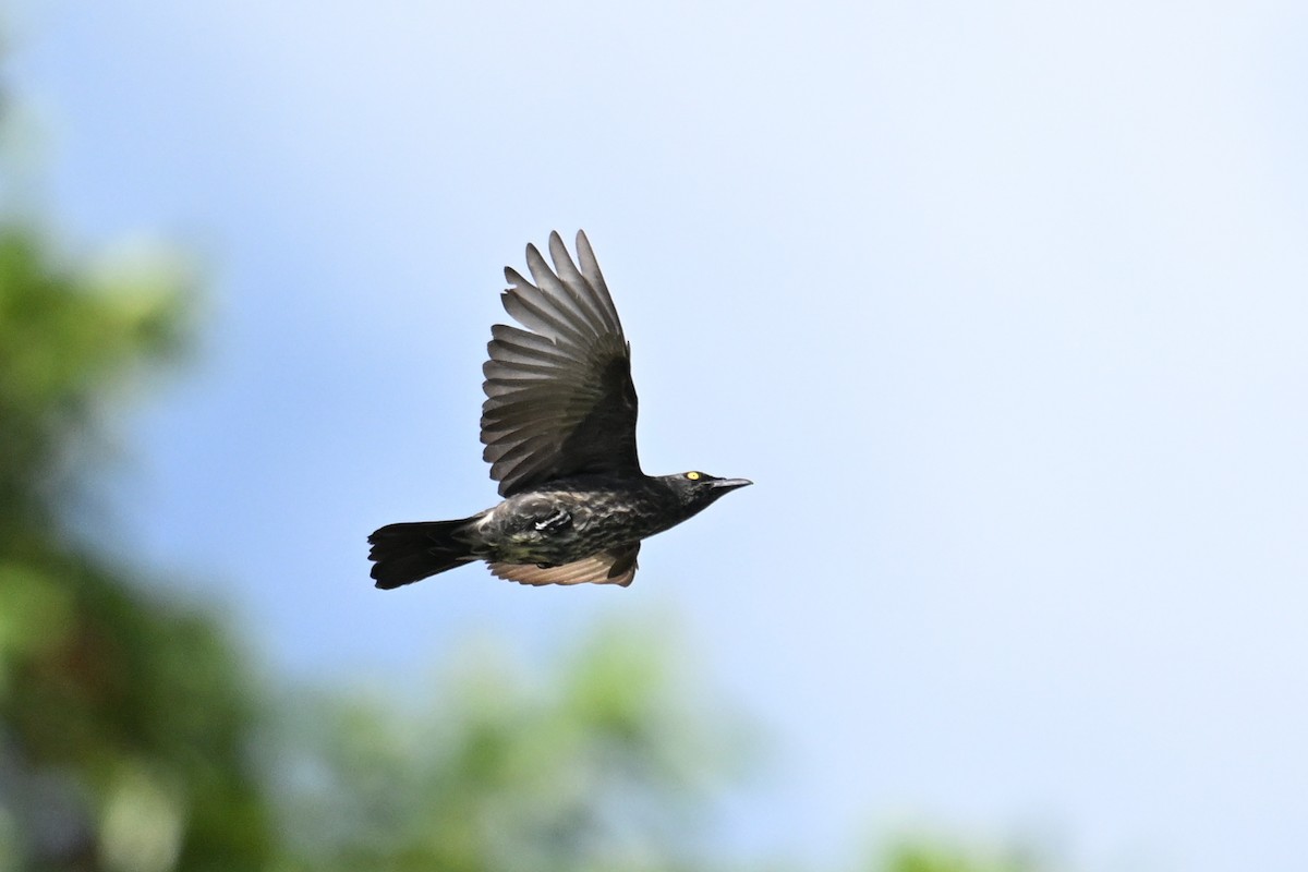 Micronesian Starling - ML646401020