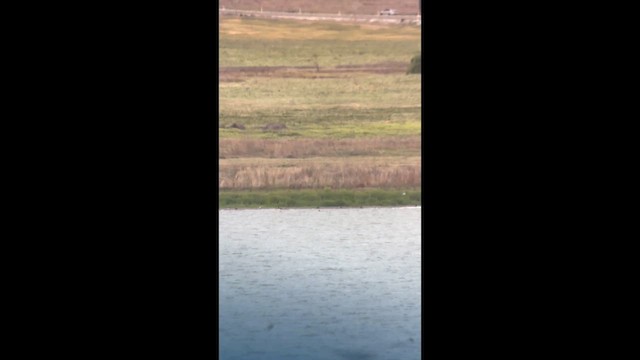 Franklin's Gull - ML646401021