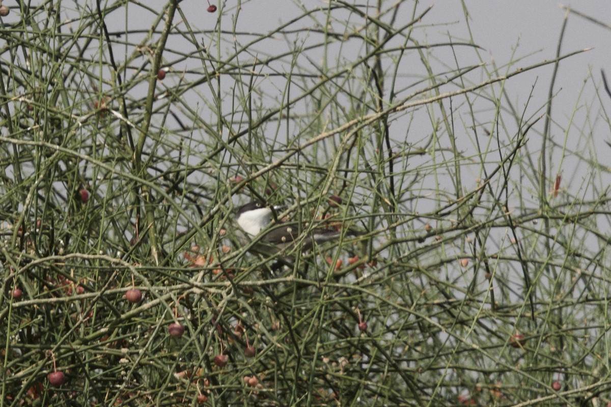 Fauvette orphéane - ML646401022