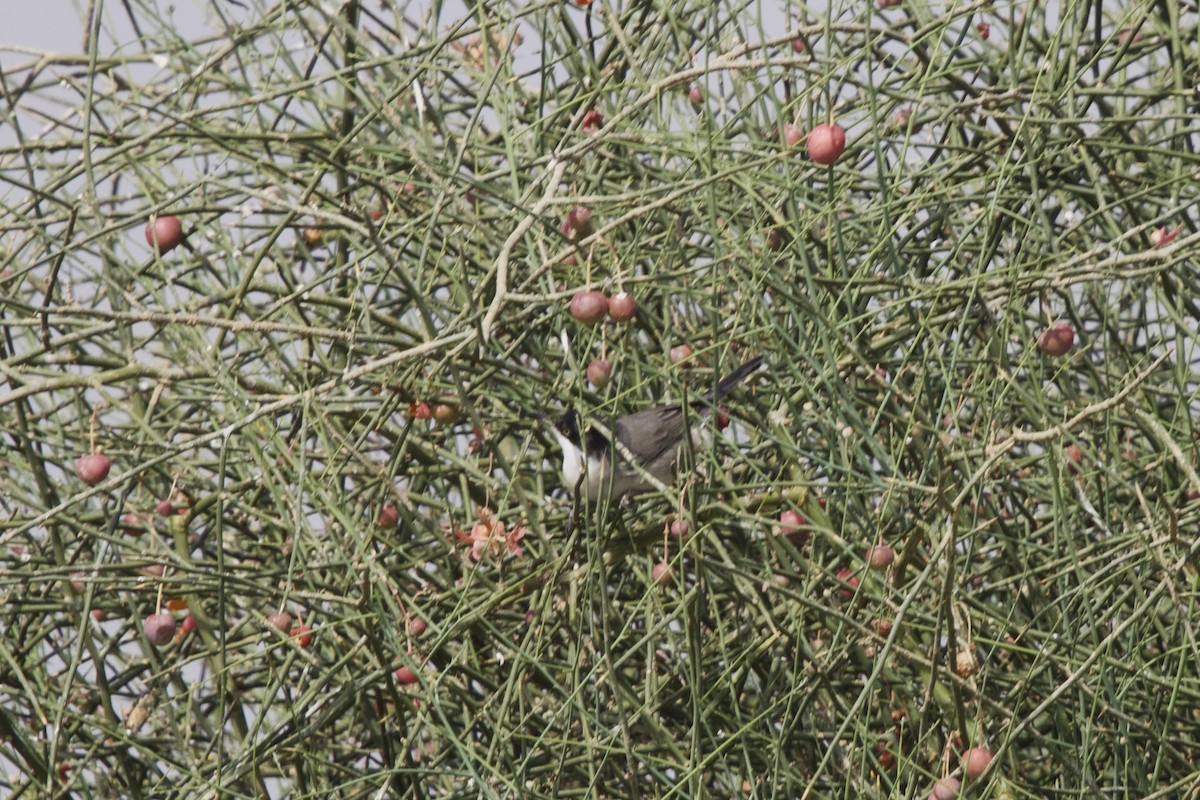 Fauvette orphéane - ML646401023