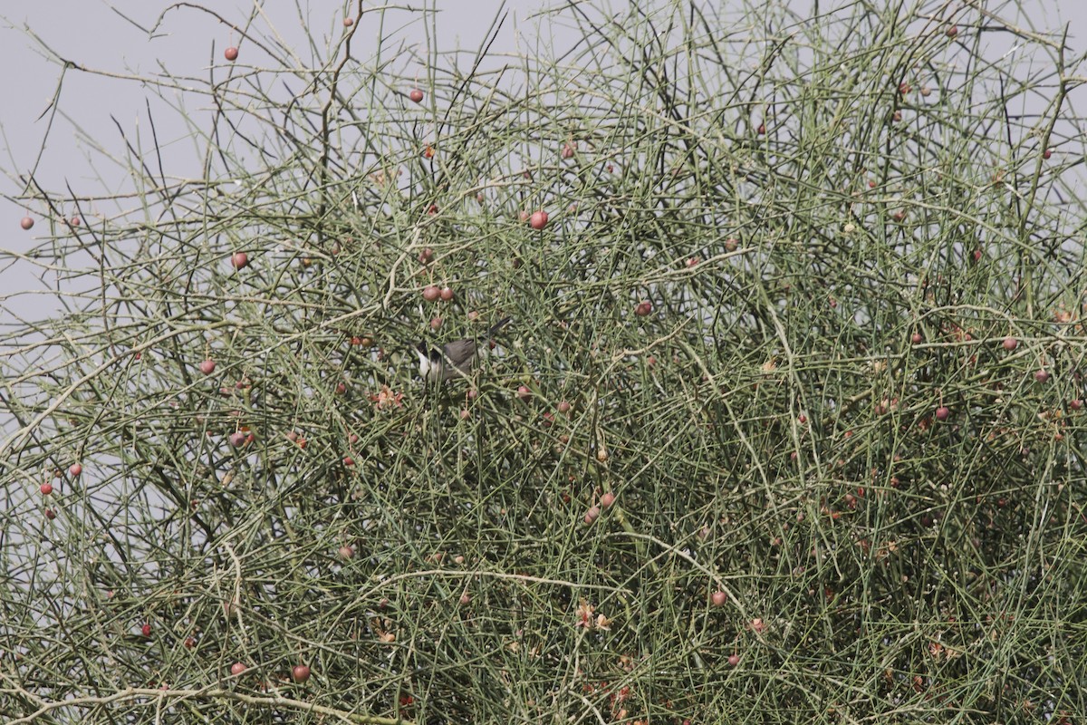 Fauvette orphéane - ML646401024