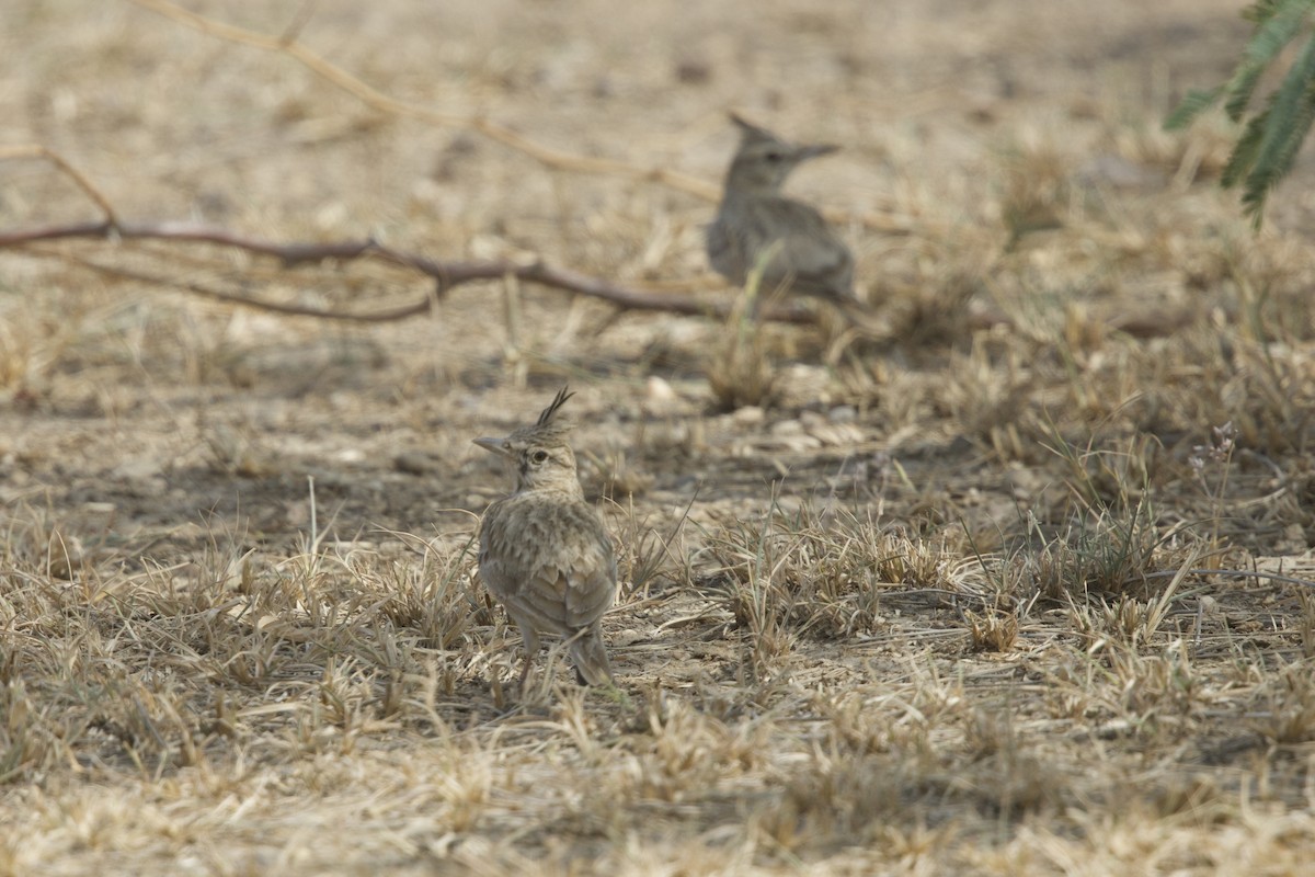 topplerke - ML646401030