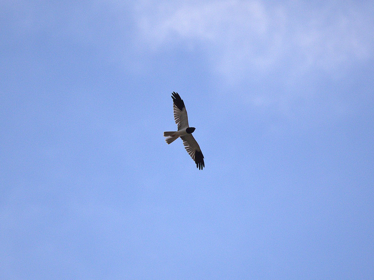 moták černobílý - ML646401031