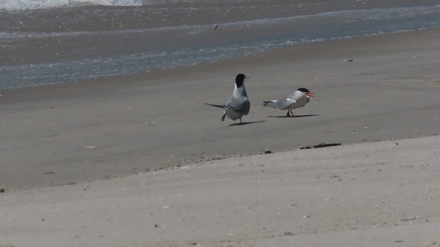 Common Tern - ML646401038
