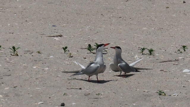 Common Tern - ML646401039