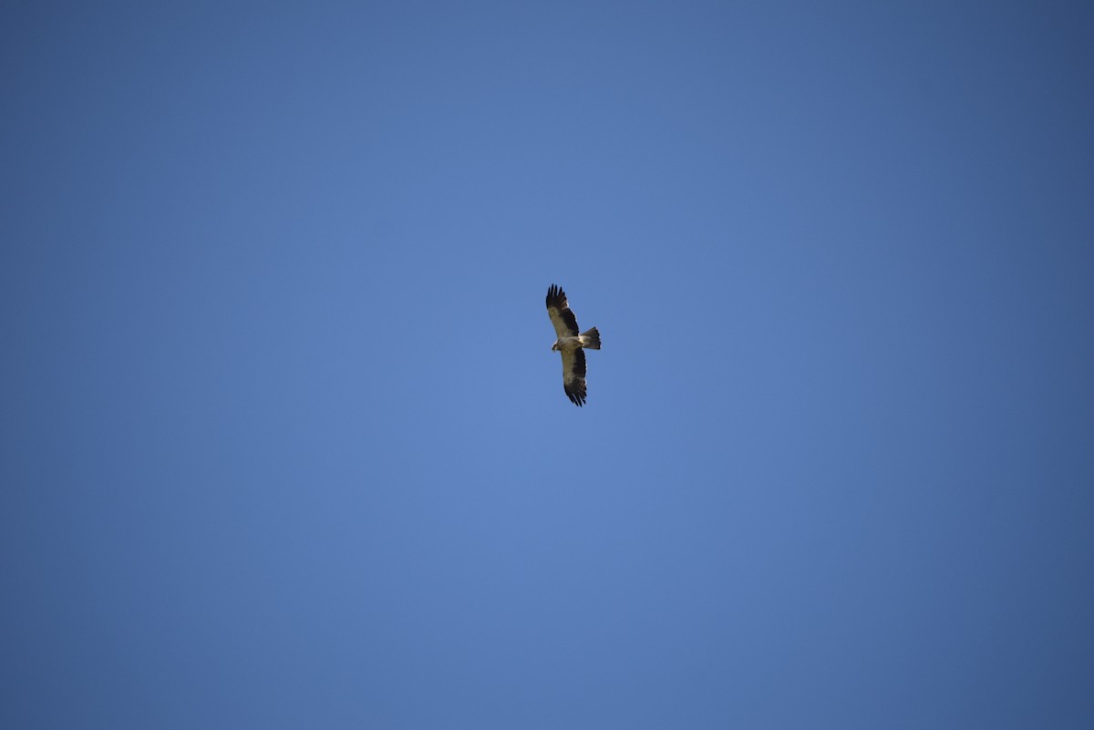 Aquila minore - ML646401044