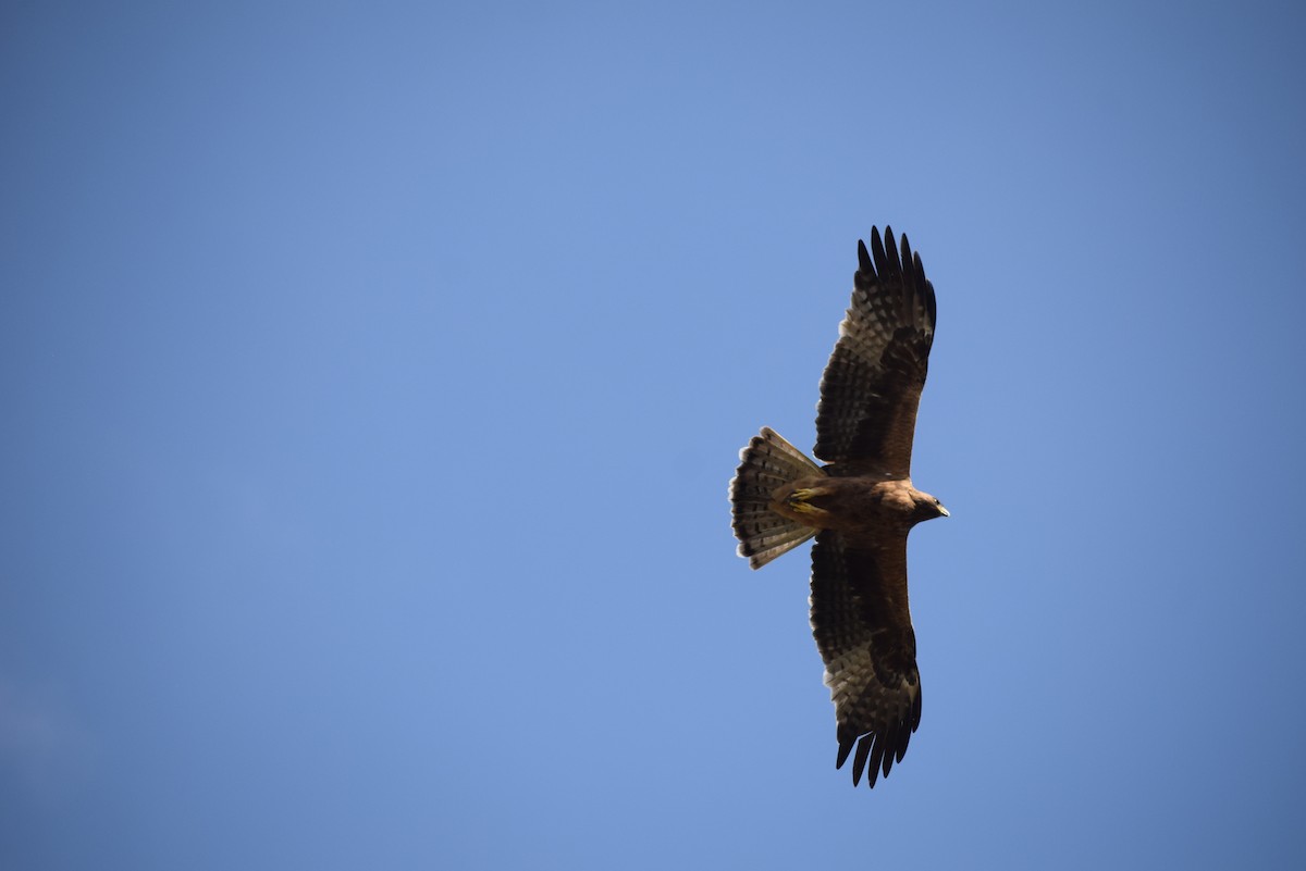 Aquila minore - ML646401045