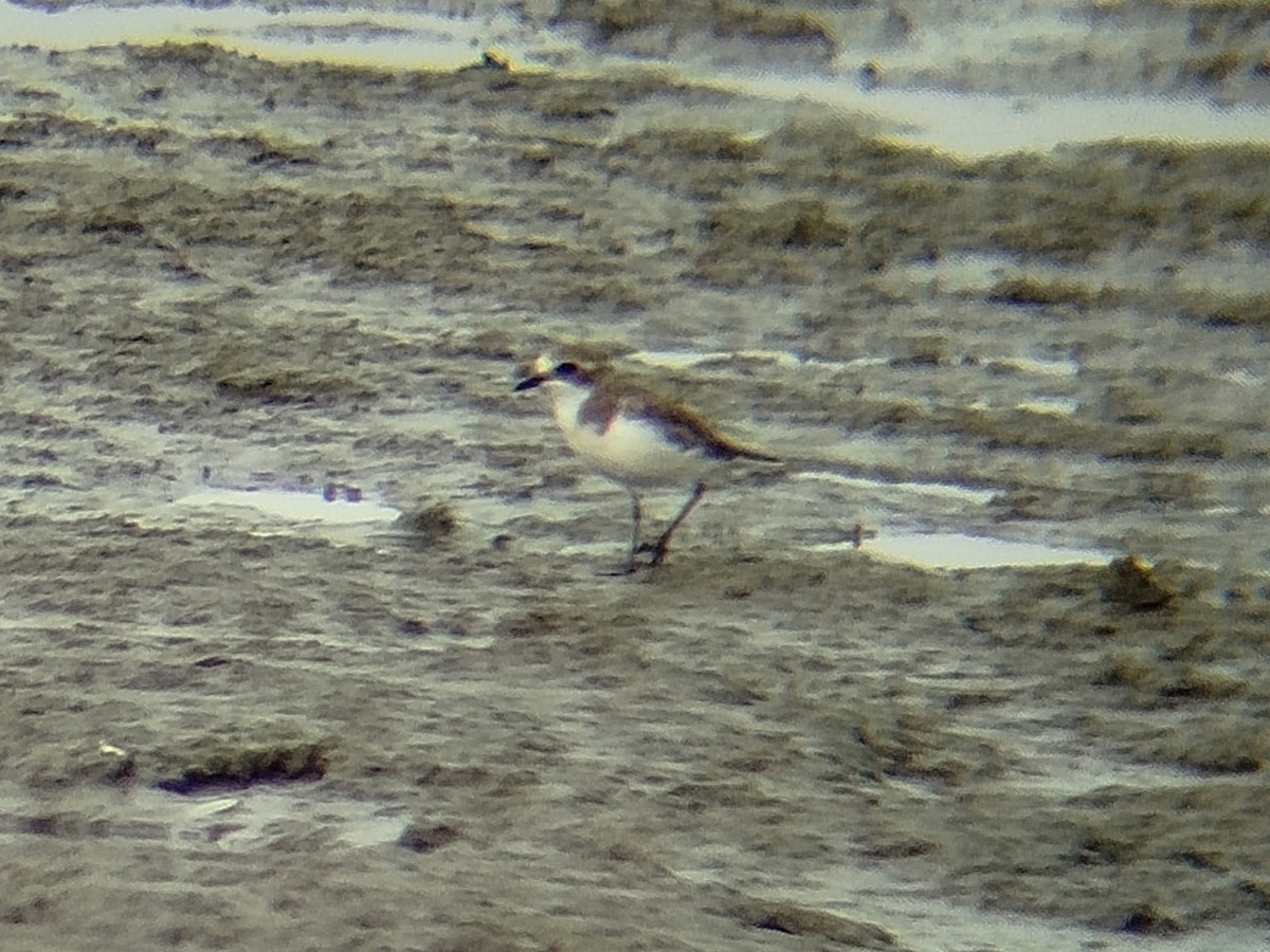 Siberian/Tibetan Sand-Plover - ML646401052