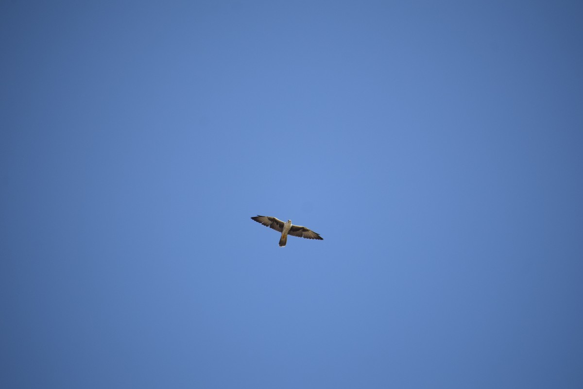 Falco laggar - ML646401066