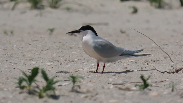 Roseate Tern - ML646401068