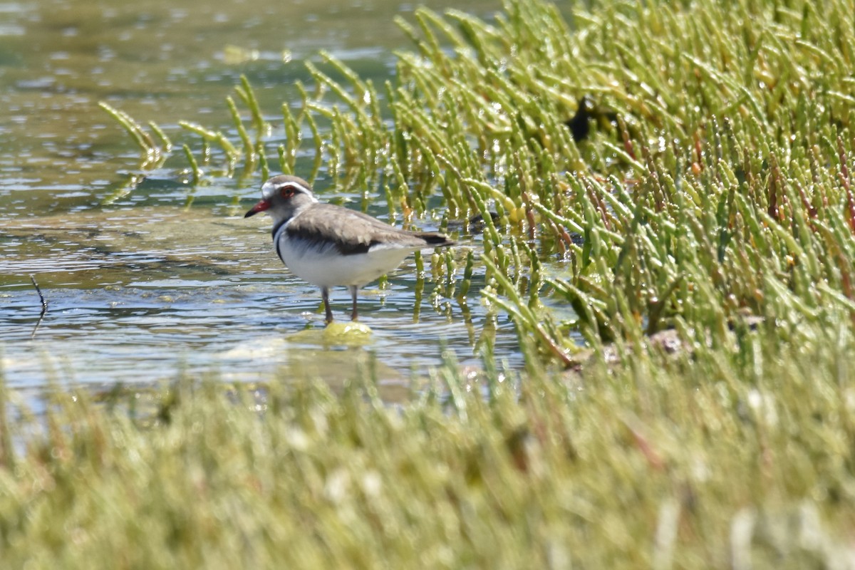 Трёхполосый зуёк - ML646401069