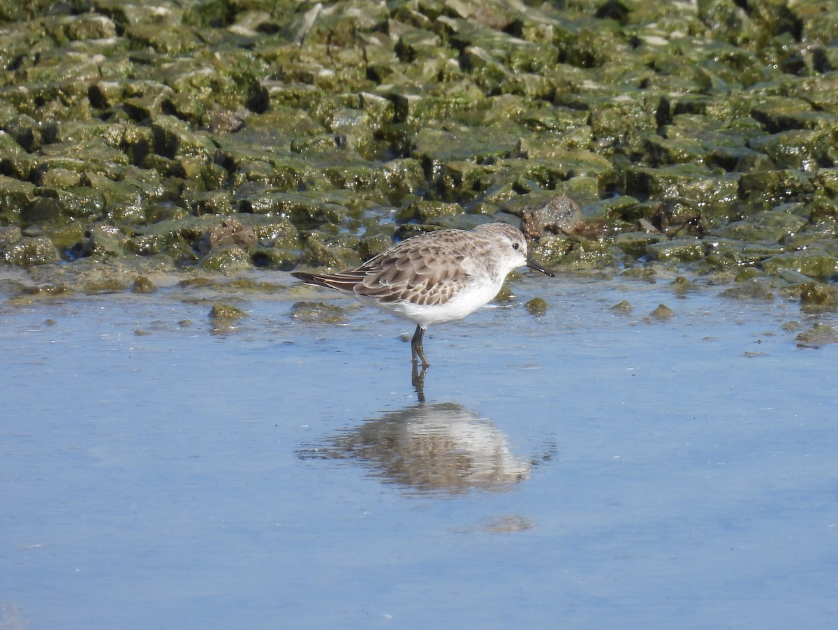 小濱鷸 - ML646401072