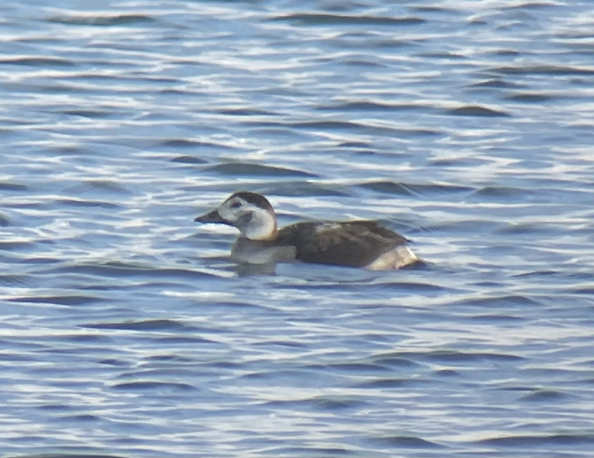 Long-tailed Duck - ML646401073