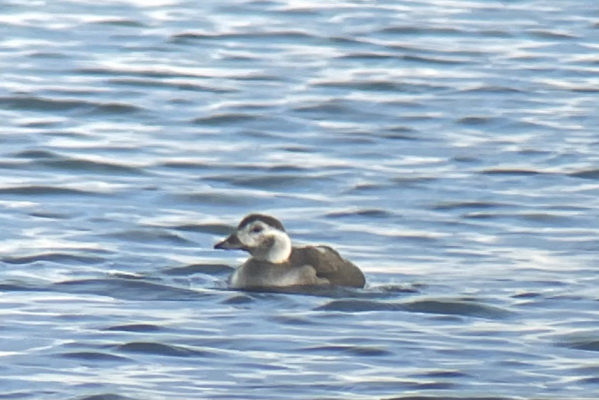 Long-tailed Duck - ML646401074