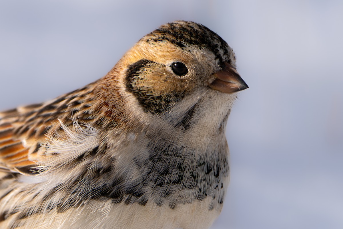 Подорожник лапландський - ML646401075