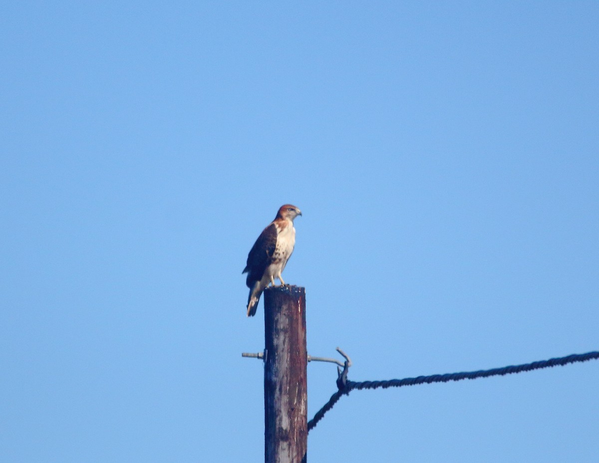 Red-necked Buzzard - ML646401076