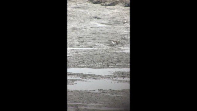 Побережник тундровий - ML646401084