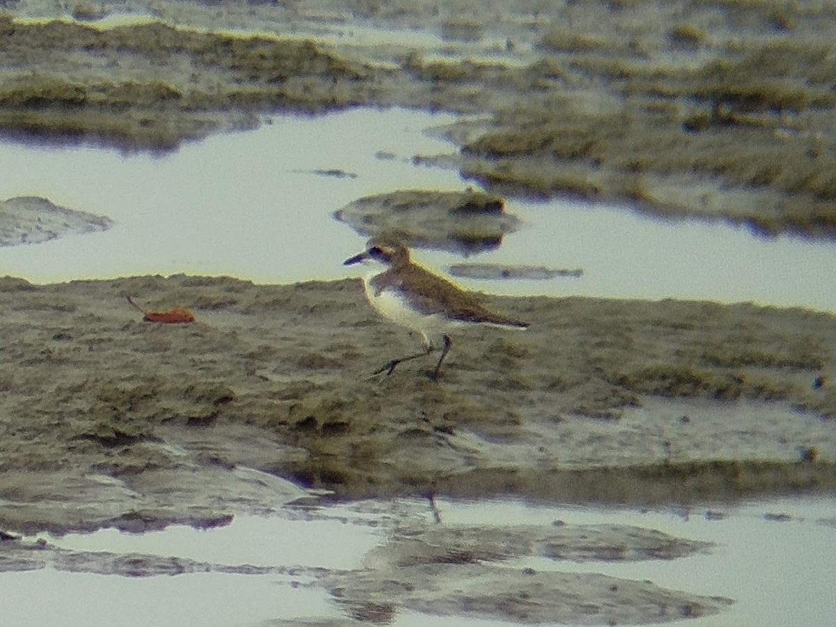 Пісочник сибірський/тібетський - ML646401085