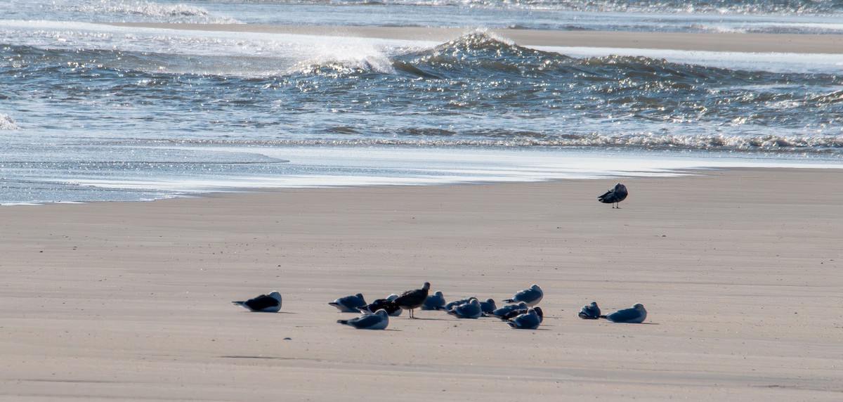 Möwe, unbestimmt - ML646401086