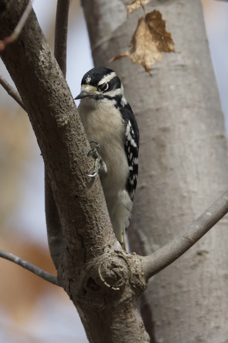 Дятел пухнастий (підвид pubescens/medianus) - ML646401087