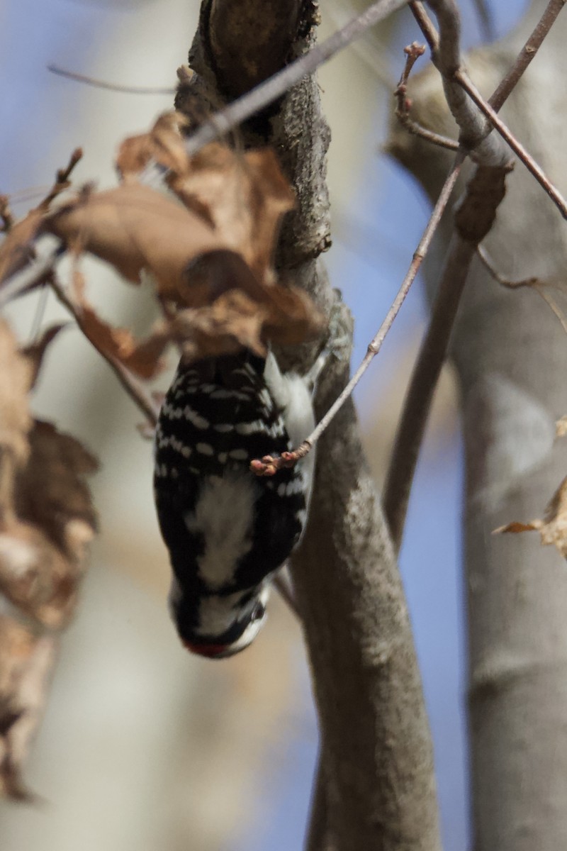 Дятел пухнастий (підвид pubescens/medianus) - ML646401088