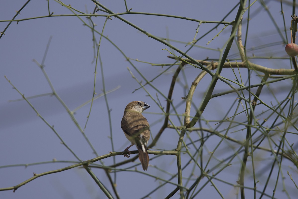 Сріблодзьоб індійський - ML646401089