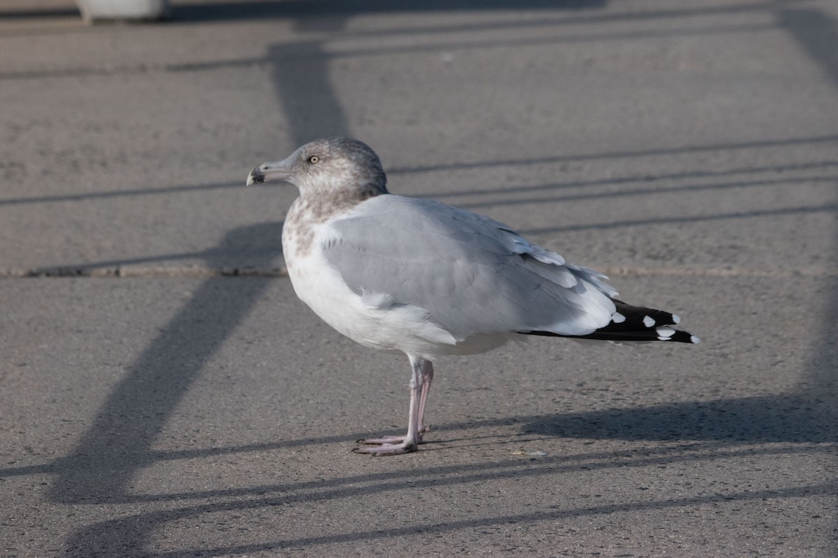 Мартин американський - ML646401090