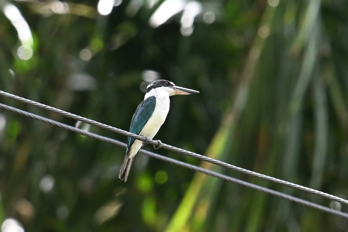 Альціон білошиїй - ML646401091