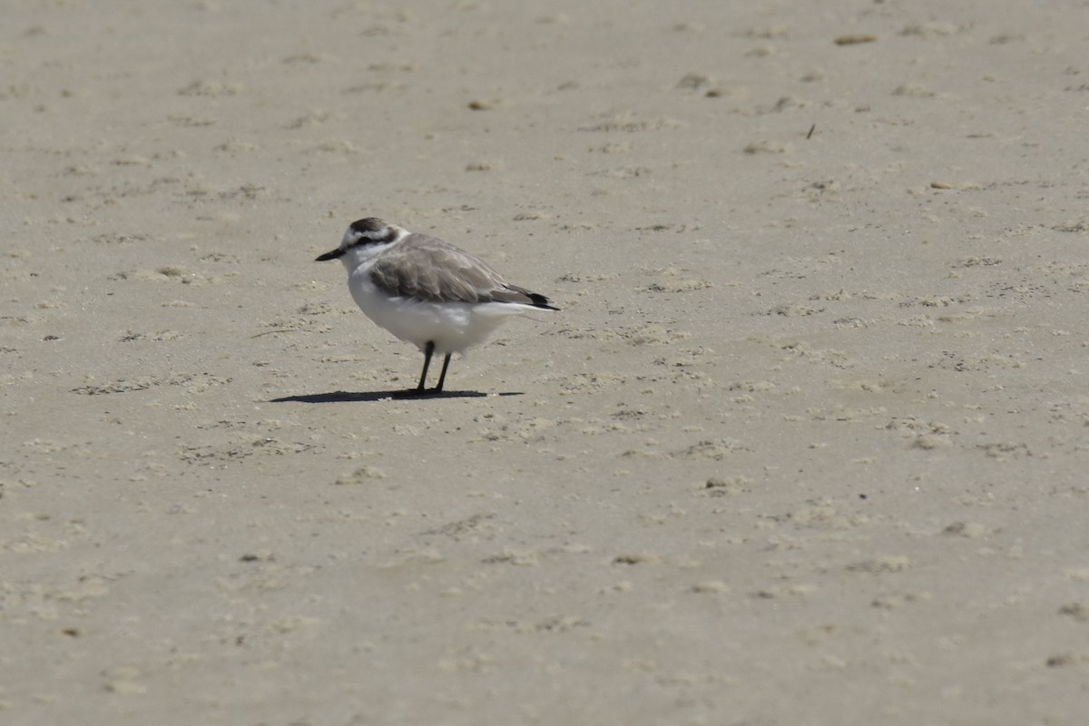 Пісочник білолобий - ML646401092