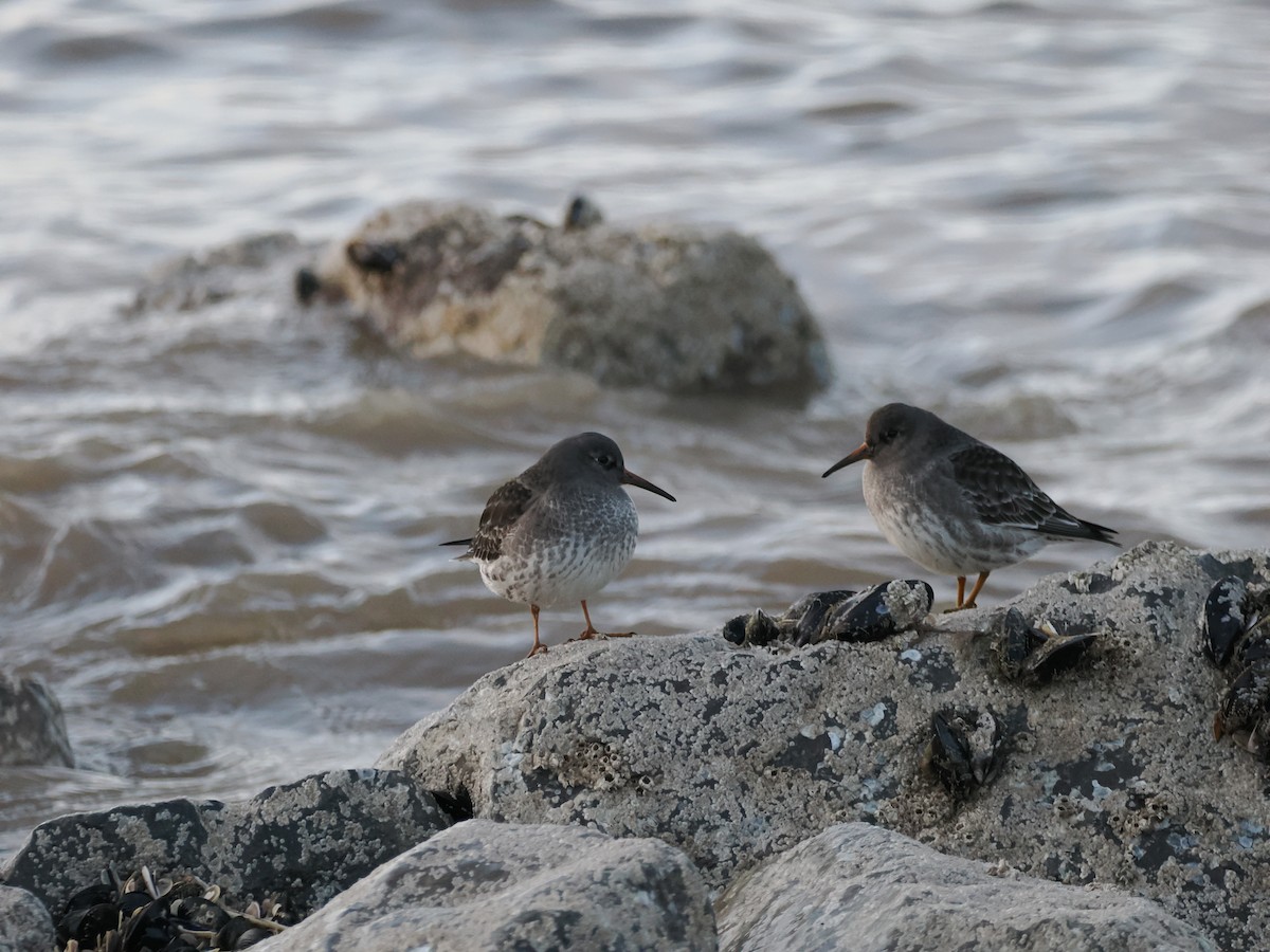 Побережник морський - ML646401094
