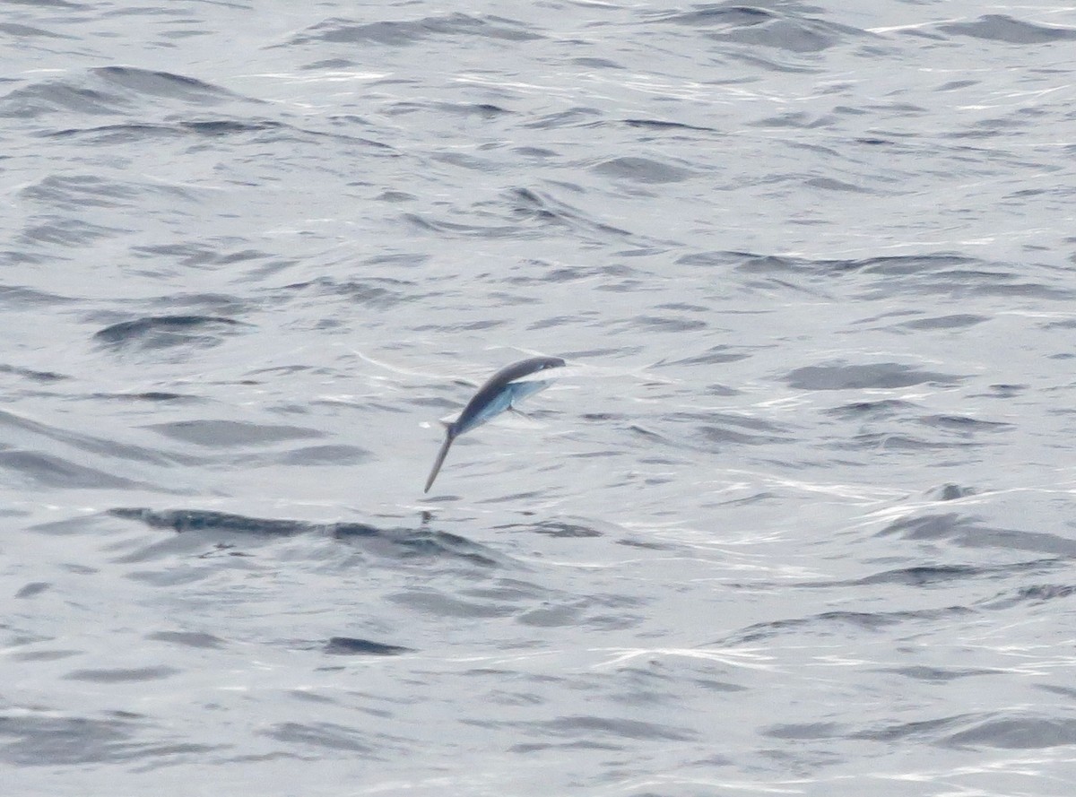 Animals - ML646401096