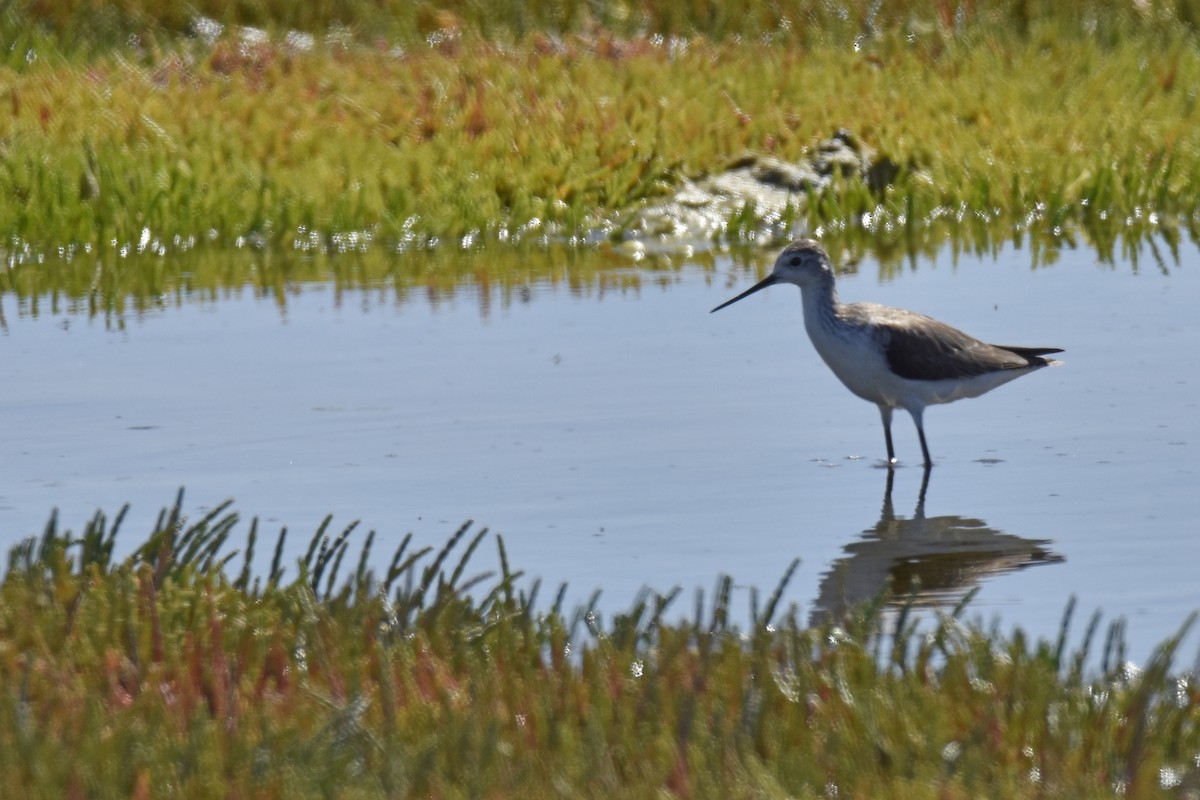 Коловодник великий - ML646401098