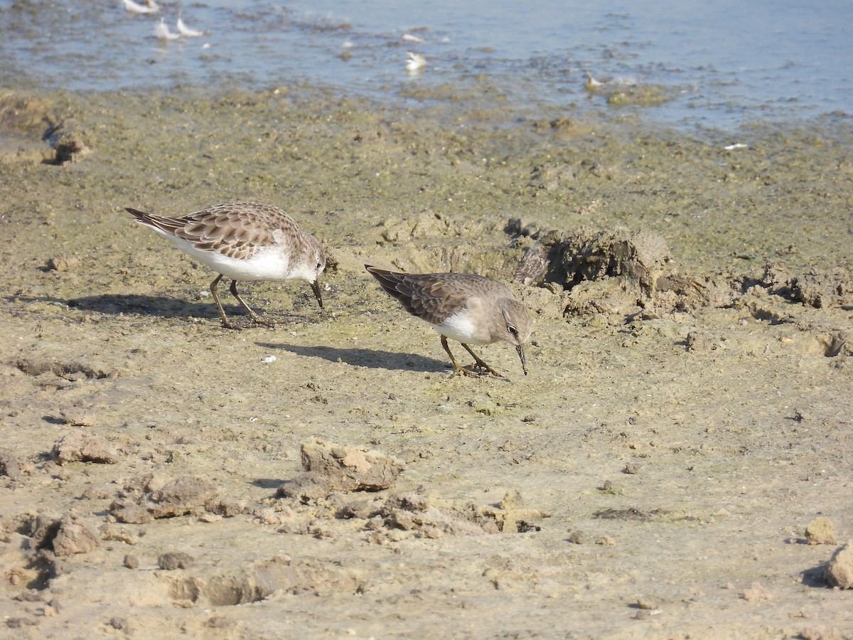 Побережник білохвостий - ML646401099